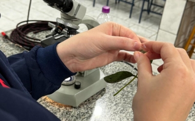 PROVA PRÁTICA DE FITOPATOLOGIA